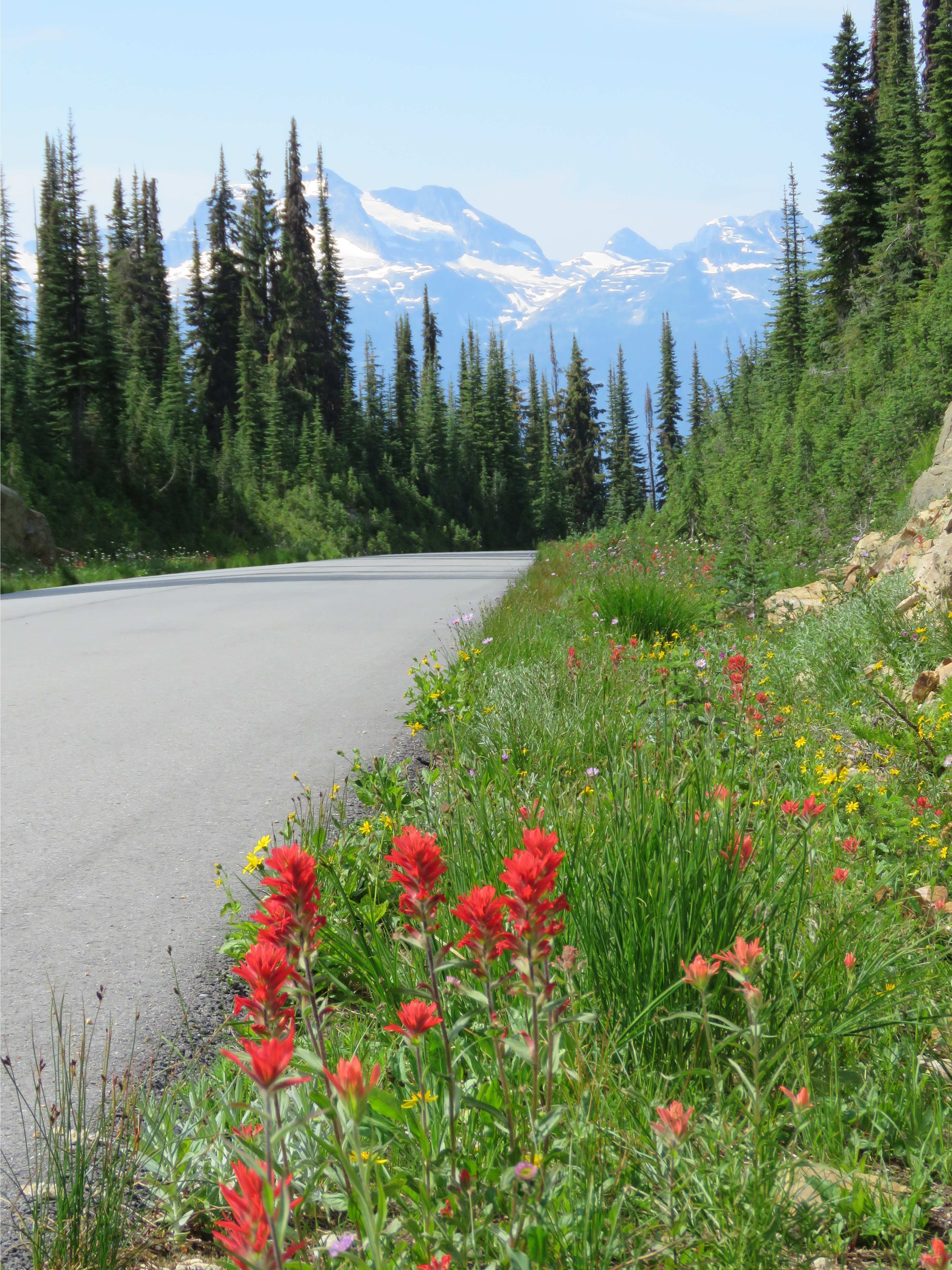 Red flowers growing alongside a road with trees and a mountain in the background.